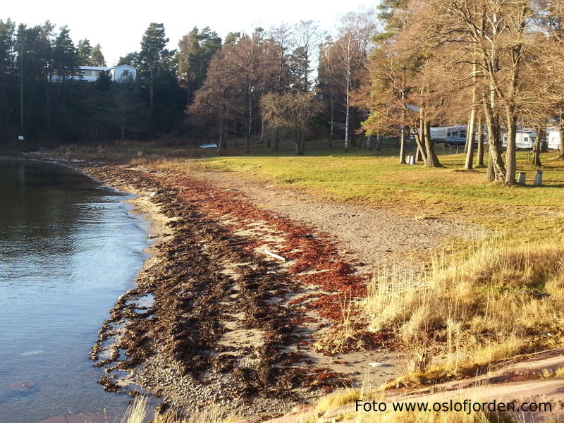 Rødtangen Camping badeplass