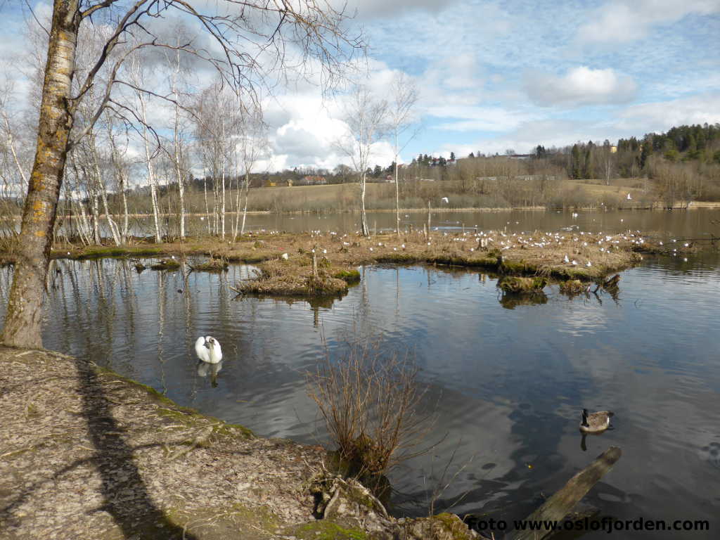 Østensjøvannet naturreservat Oslo tur