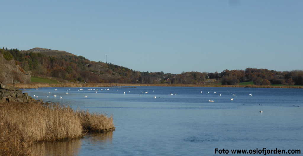 Viksfjord indre kyststi Larvik