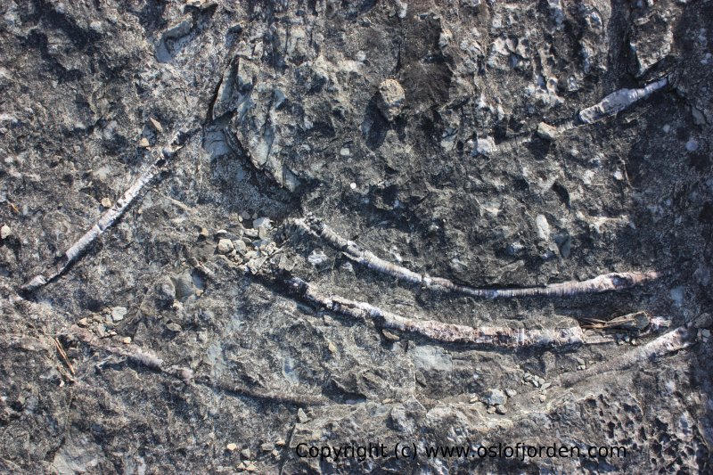 Fossil Malmøya